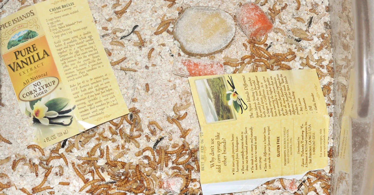 Plastic drawer filled with bedding, food source, shade source and lots of mealworms.