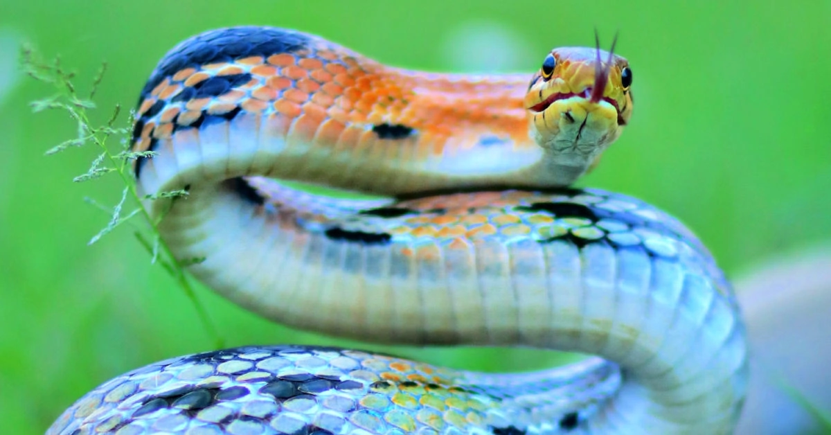 Snake curled up in the grass ready to strike
