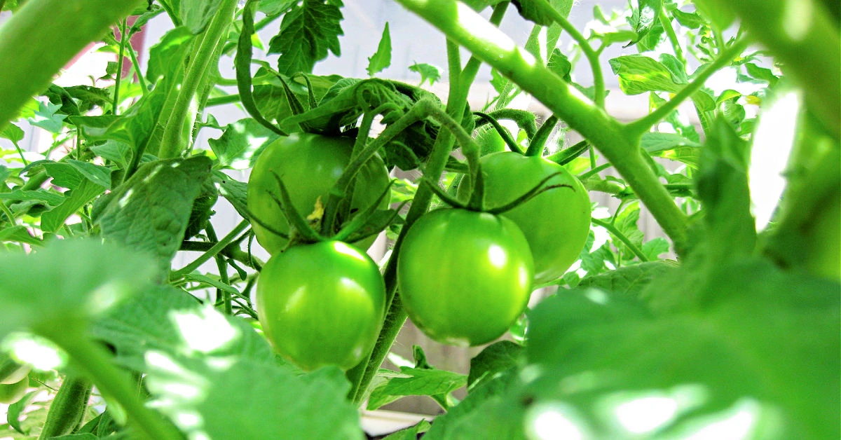 Green tomatoes on the vine being supported by twine.