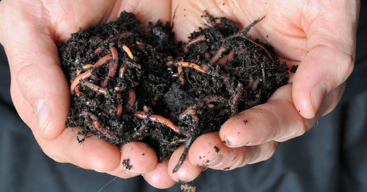 Two hands holding soil that's full of earthworms from the garden